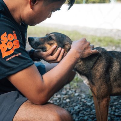 dog akf