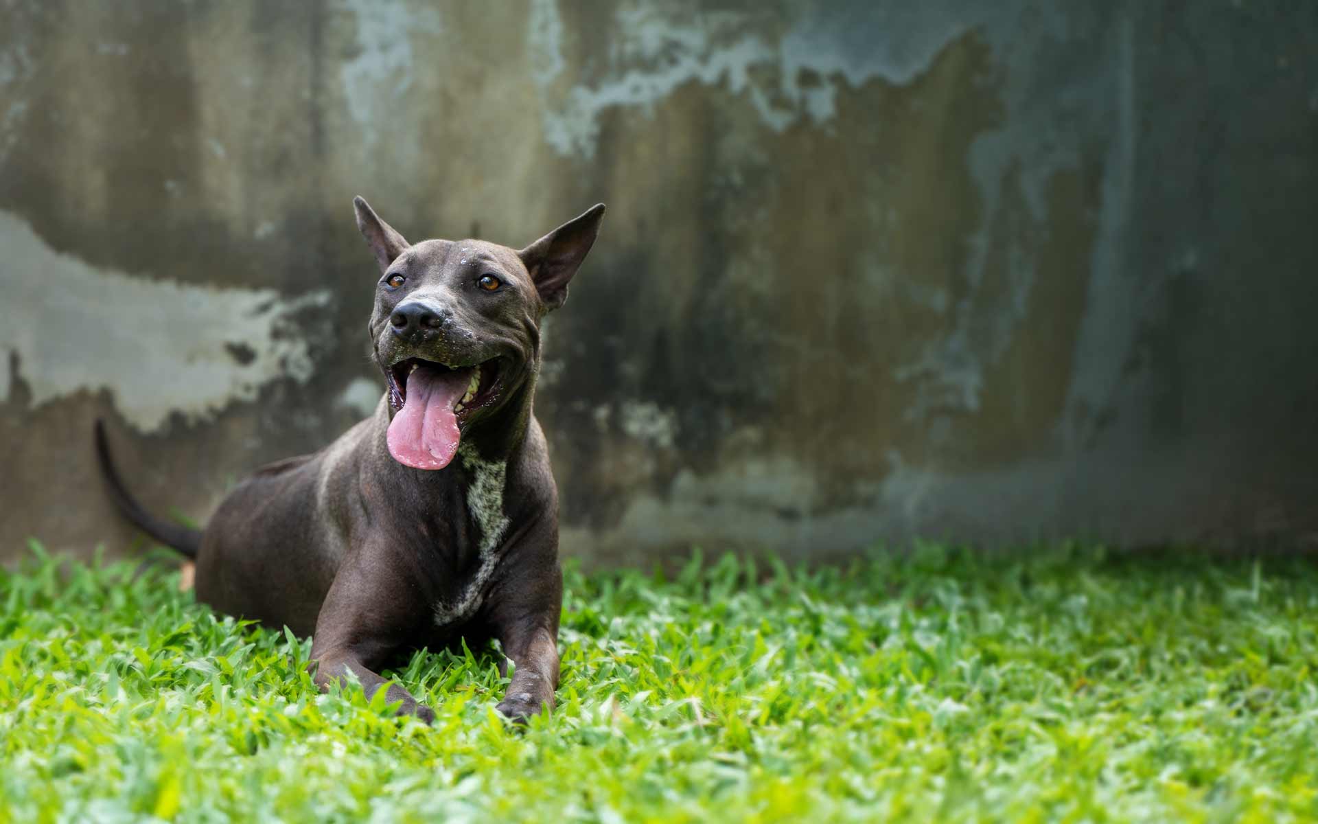 Sponsor Amatsu Soi Dog Foundation sponsor-amatsu-soi-dog-foundation