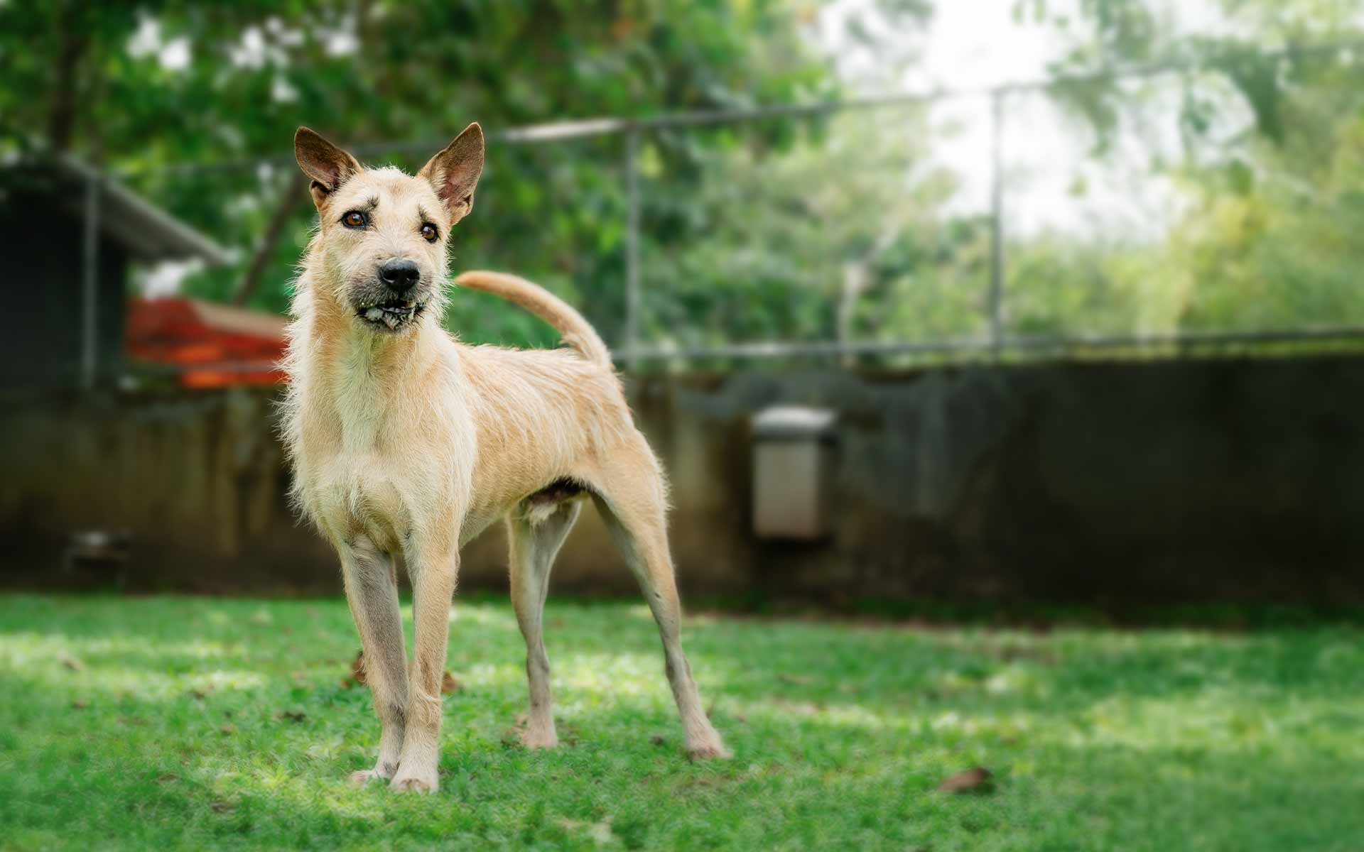 Sponsor Kaolad Soi Dog Foundation sponsor-kaolad-soi-dog-foundation