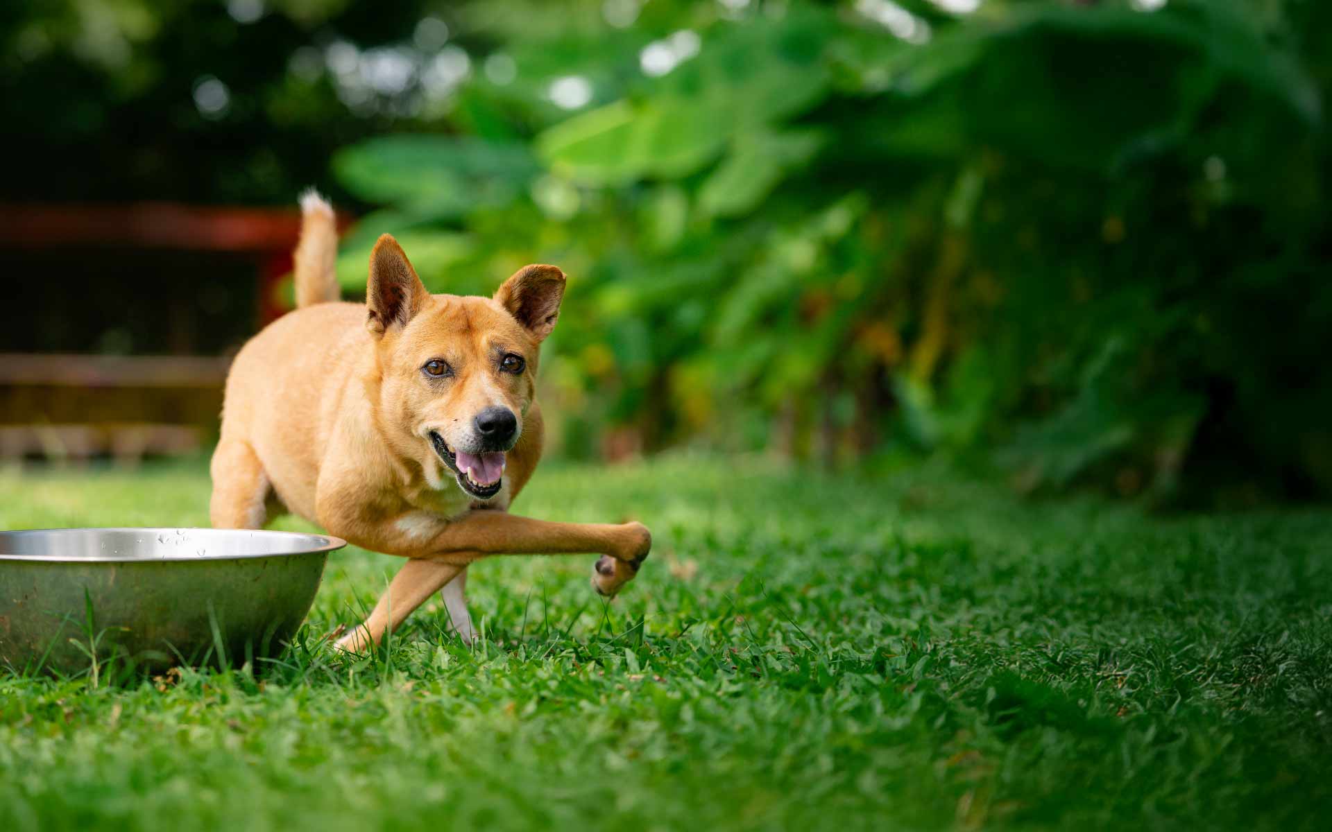 Sponsor Opia Soi Dog Foundation sponsor-opia-soi-dog-foundation