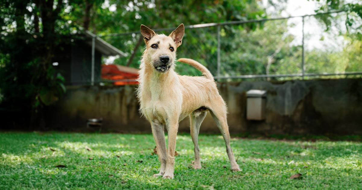 Sponsor kaolad soi dog foundation