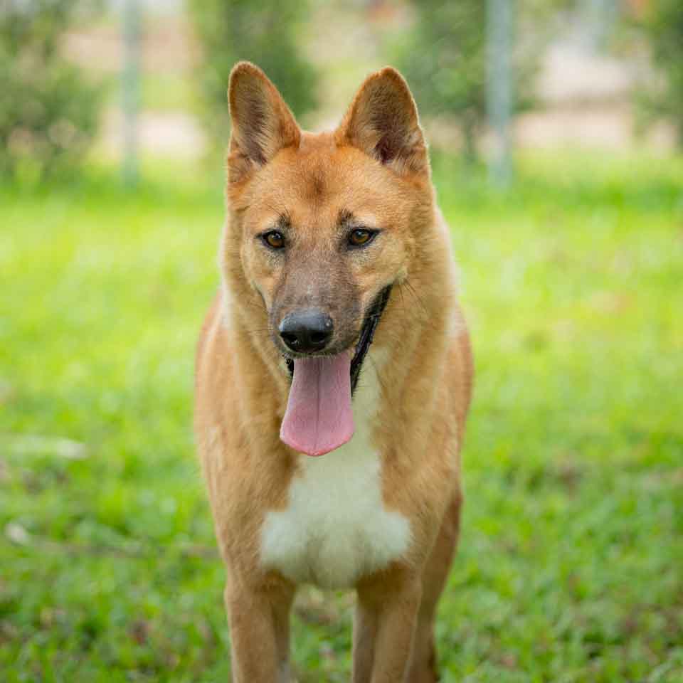 Adopt Skybar Soi Dog Foundation adopt-skybar-soi-dog-foundation