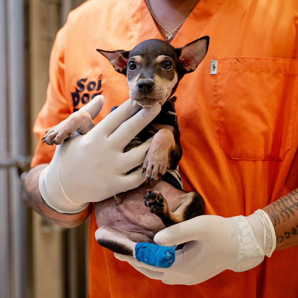 Adopt Nuengdiaw Soi Dog Foundation adopt-nuengdiaw-soi-dog-foundation