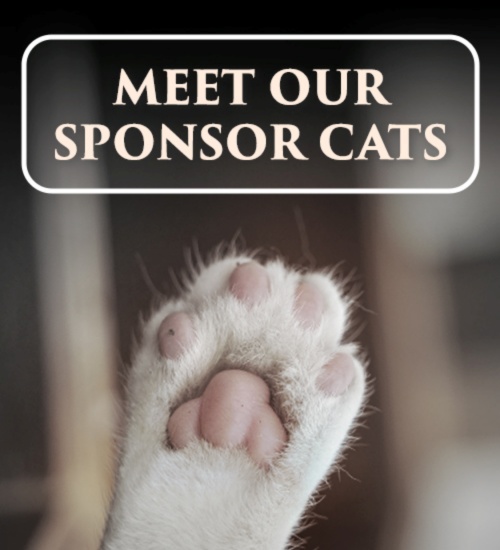Meet Our Sponsor Cats