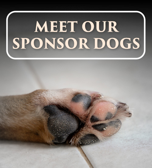 Meet Our Sponsor Dogs