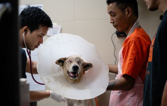 gabbana at soi dog