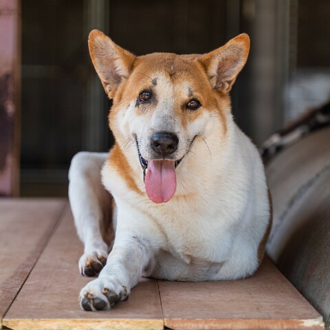 Roscoe