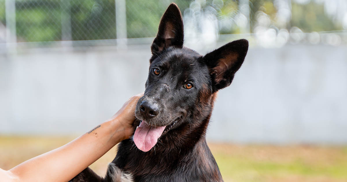 Adopt Clabbert | Soi Dog Foundation