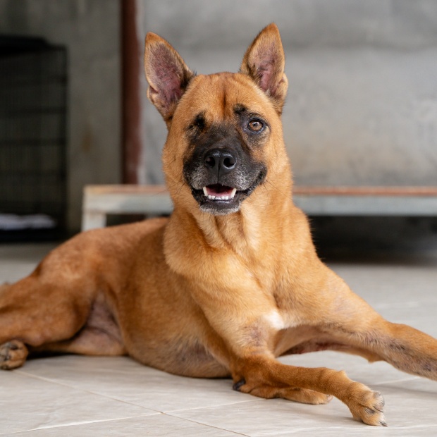 Sponsor Weewy | Soi Dog Foundation