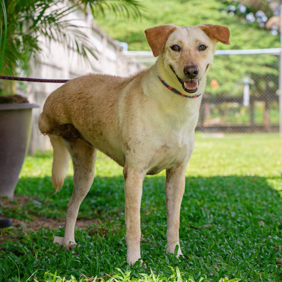Adopt Mhoopink Soi Dog Foundation adopt-mhoopink-soi-dog-foundation