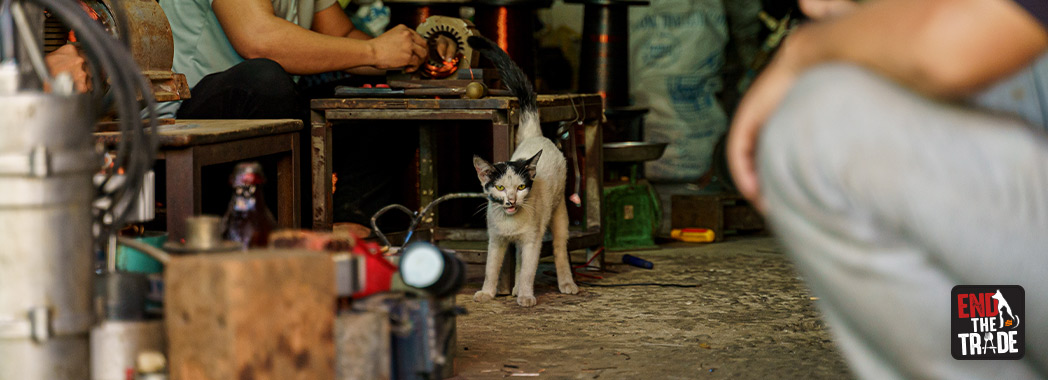 marketcat
