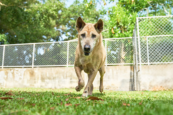 A rescued dog meat trade survivor happily running towards you