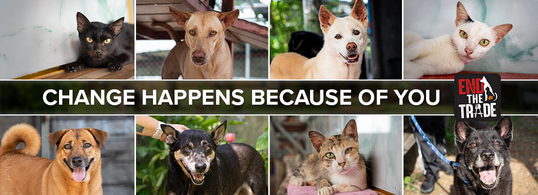 A collage of dogs and cats saved from the trade