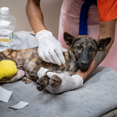 dog receiving treatment 