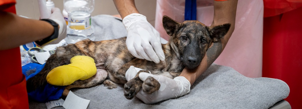 dog receiving treatment 