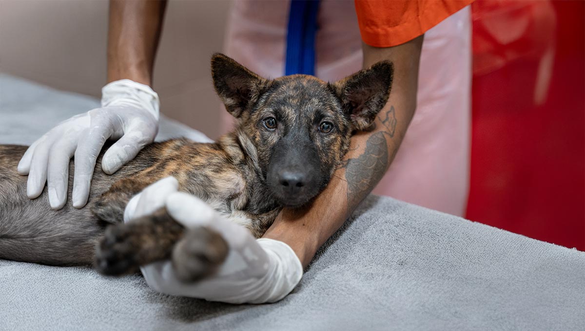 dog receiving treatment 
