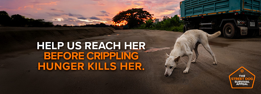 A hungry dog on the street with text that says "Help us reach her before crippling hunger kills her."