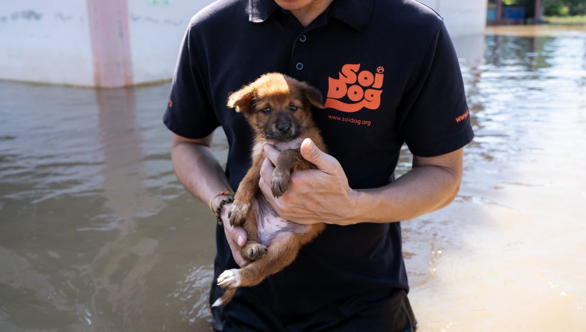 Rescue officer with puppy