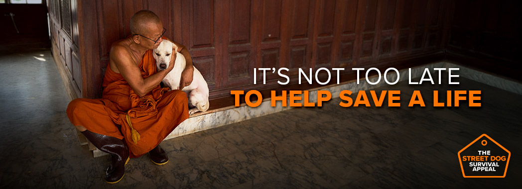 Help street dogs survive this holiday season | Soi Dog Foundation