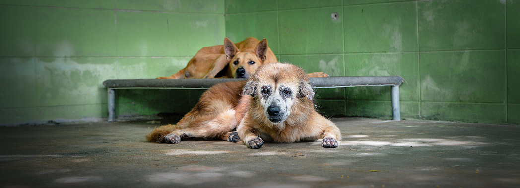 Senior Animals