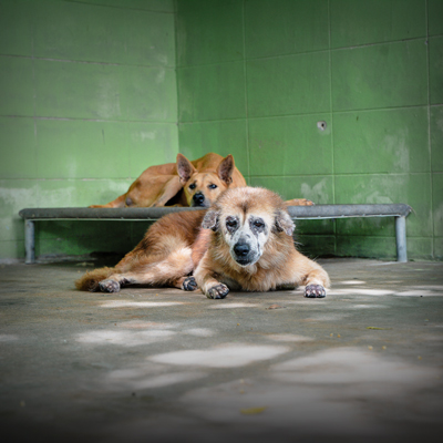Senior Animals