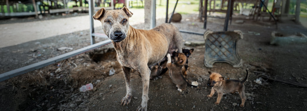 Mother dog with puppies