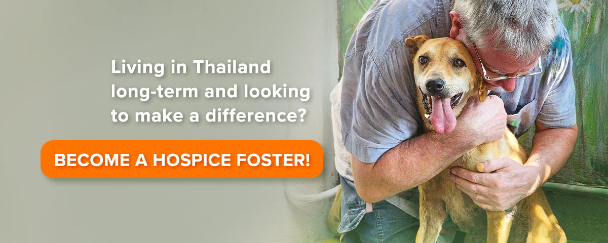 Living in Thailand long-term and looking to make a difference? Become a hospice foster!