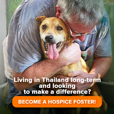 Living in Thailand long-term and looking to make a difference? Become a hospice foster!