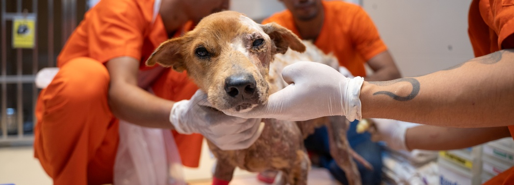 Tungneung being treated in hospital