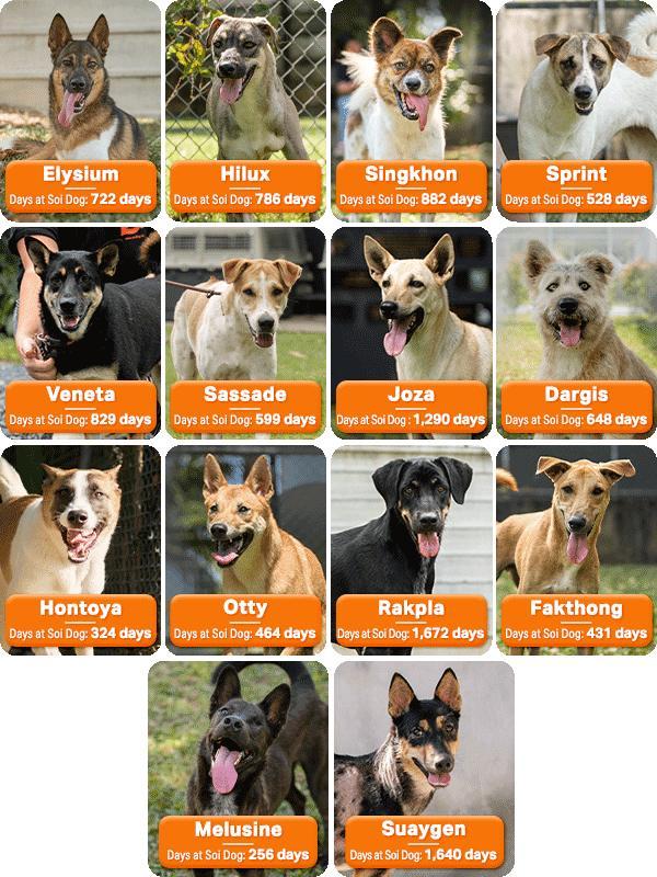 Dogs