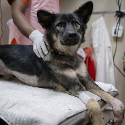 Dog in hospital