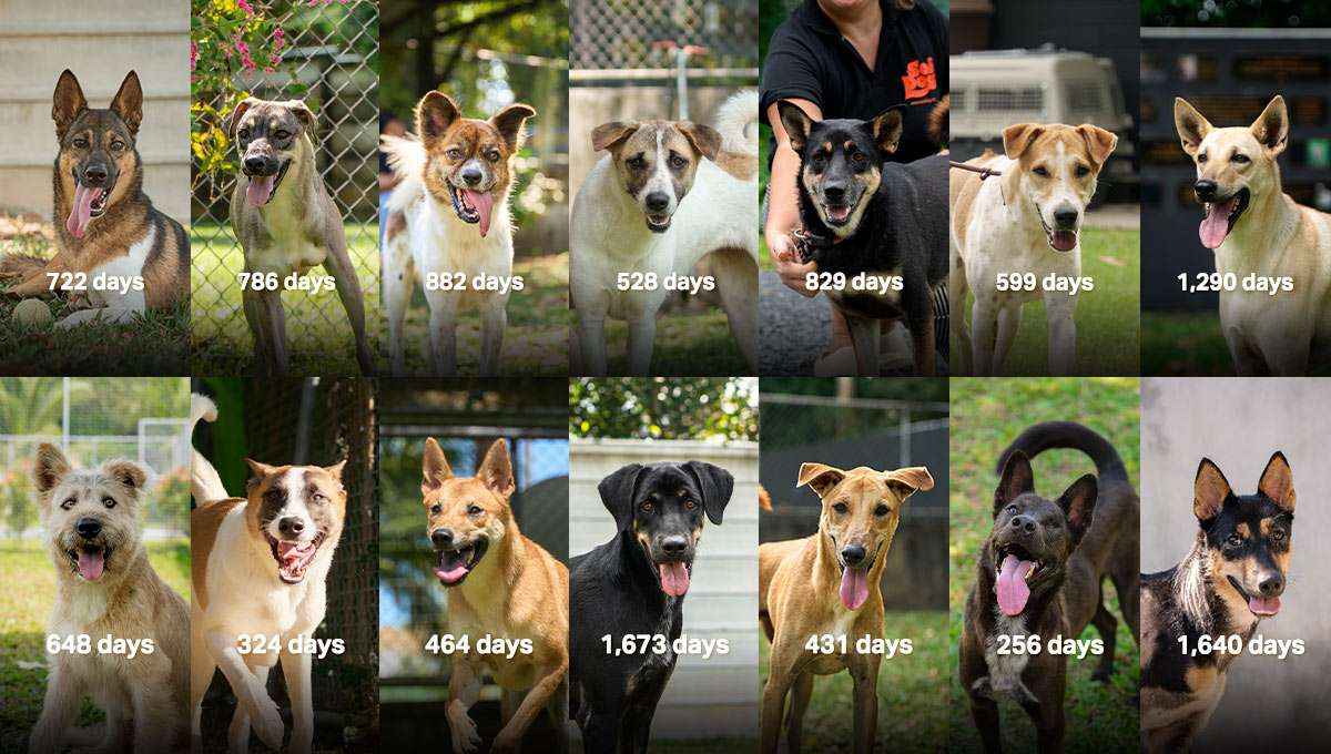 Dogs