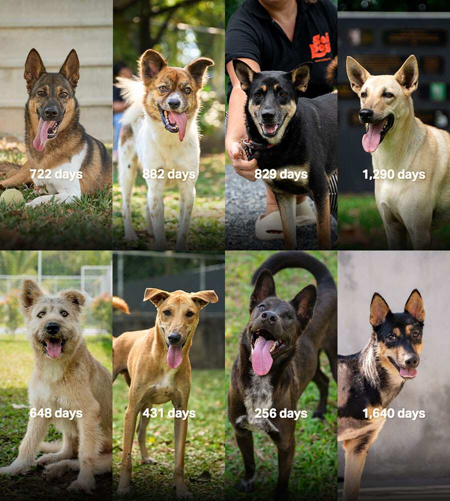 dogs