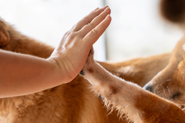hand touching dog paw