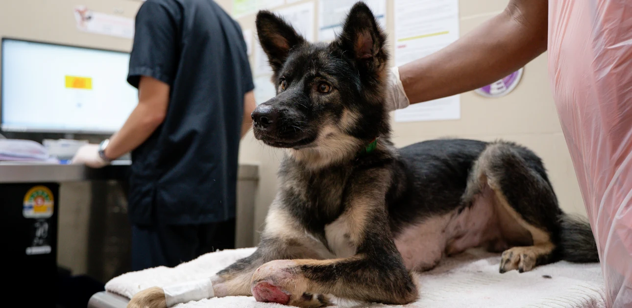Dog with injured leg