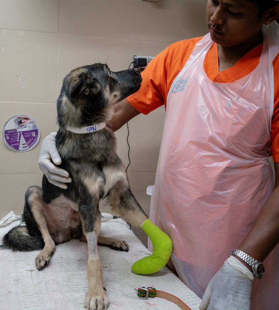 dog in hospital with nurse