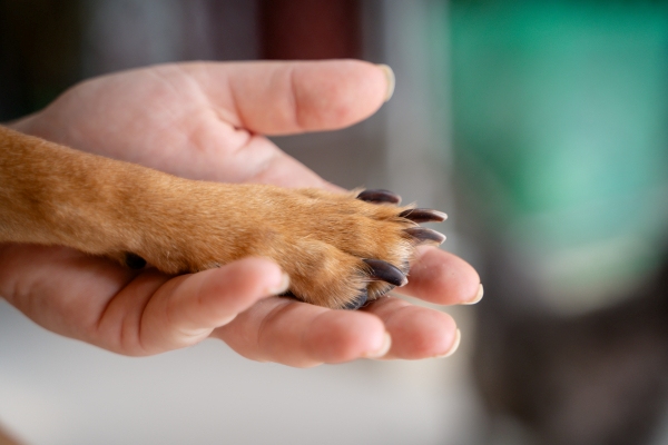 Dog paw in human hand