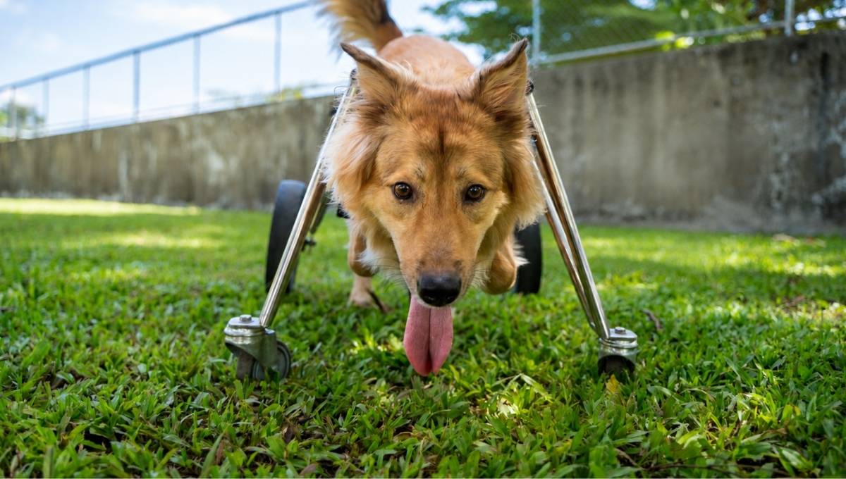 Sponsor dog Rydar