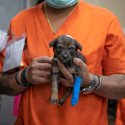 injured puppy with soi dog vet