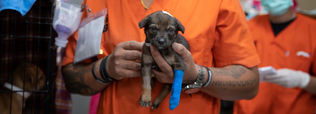 Puppy with cast held by Soi Dog vet