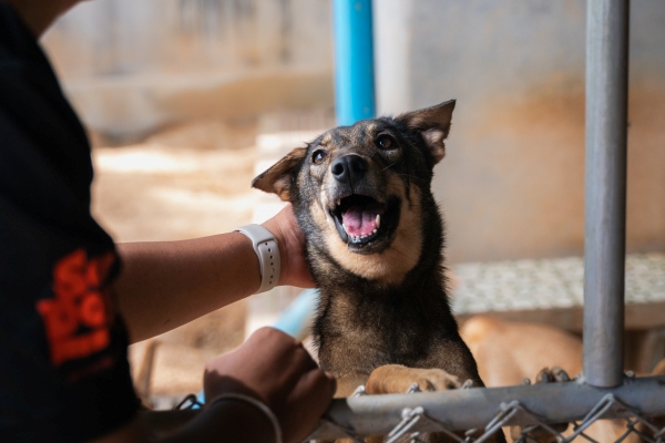 Smiling dog at Gill Dalley Sanctuary 