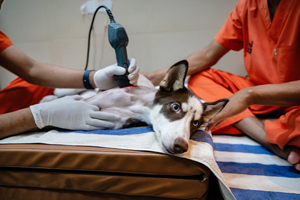 Husky dog receiving physio