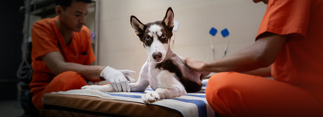 Young husky with two vets