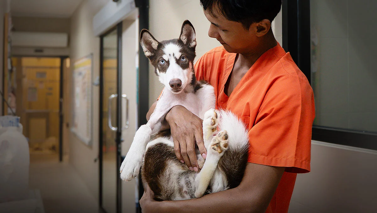 Rescued dog