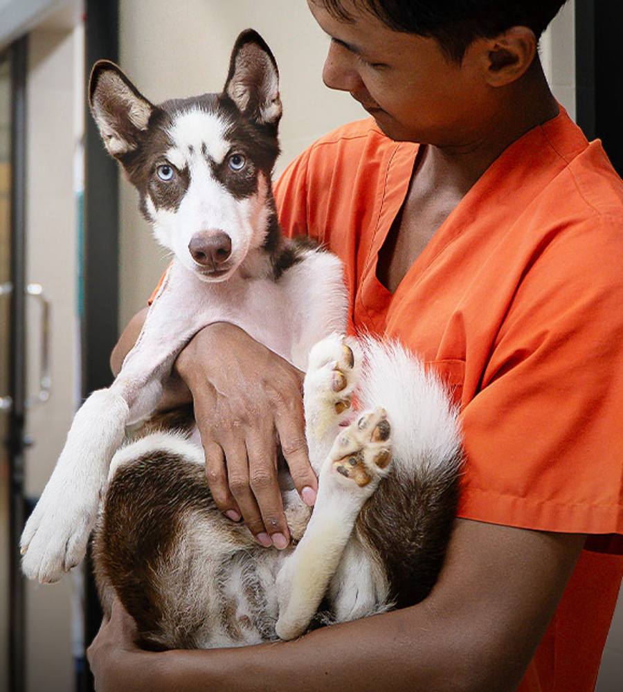 Rescued dog