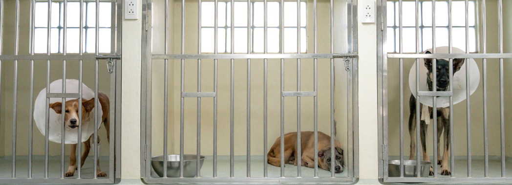 Dogs wearing cones shown in hospital 