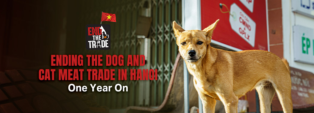 Ending the dog and cat meat trade in Hanoi