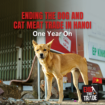 Ending the dog and cat meat trade in Hanoi