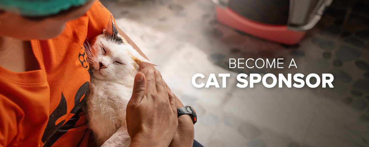 Cat sponsor