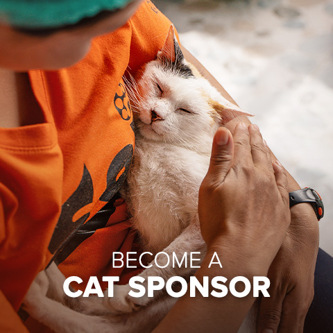 Cat sponsor